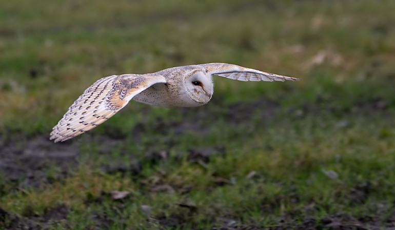 kerkuil jaagd over het land.jpg